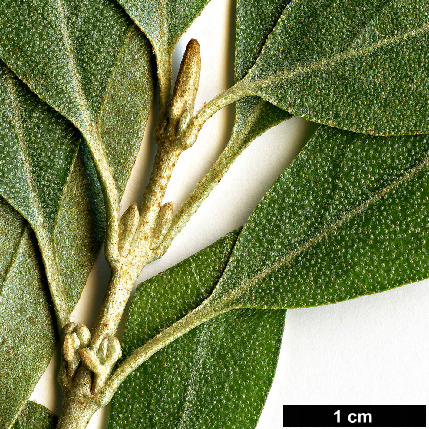 High resolution image: Family: Elaeagnaceae - Genus: Shepherdia - Taxon: argentea