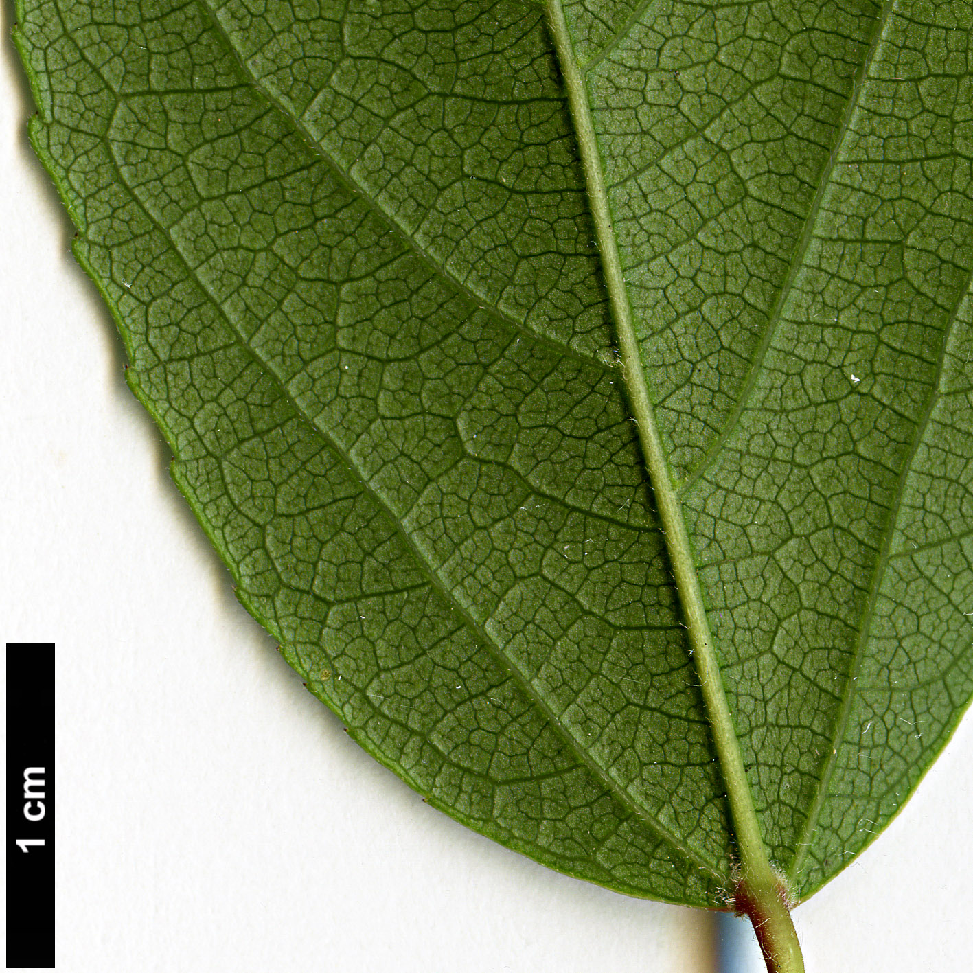 High resolution image: Family: Elaeocarpaceae - Genus: Aristotelia - Taxon: chilensis