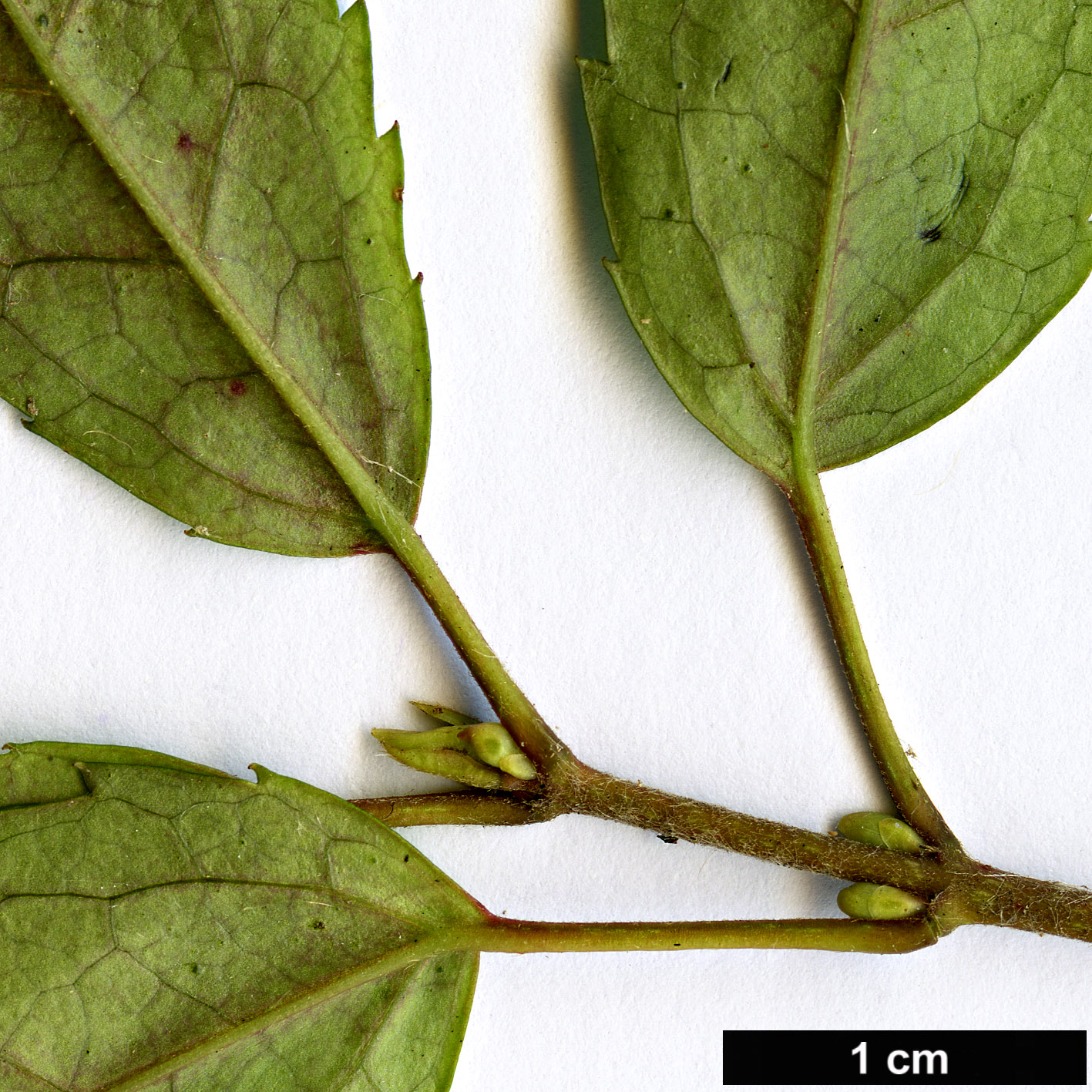 High resolution image: Family: Elaeocarpaceae - Genus: Aristotelia - Taxon: peduncularis