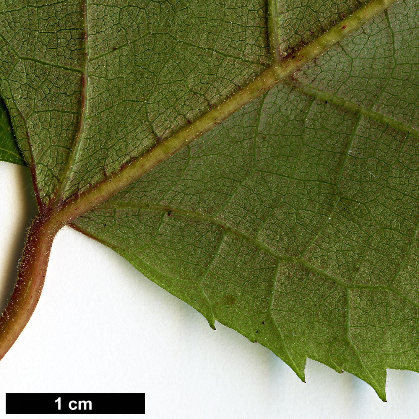 High resolution image: Family: Elaeocarpaceae - Genus: Aristotelia - Taxon: serrata