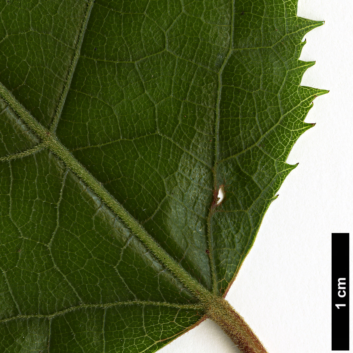 High resolution image: Family: Elaeocarpaceae - Genus: Aristotelia - Taxon: serrata