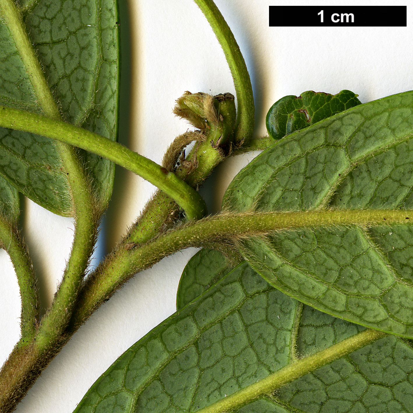 High resolution image: Family: Elaeocarpaceae - Genus: Crinodendron - Taxon: hookerianum