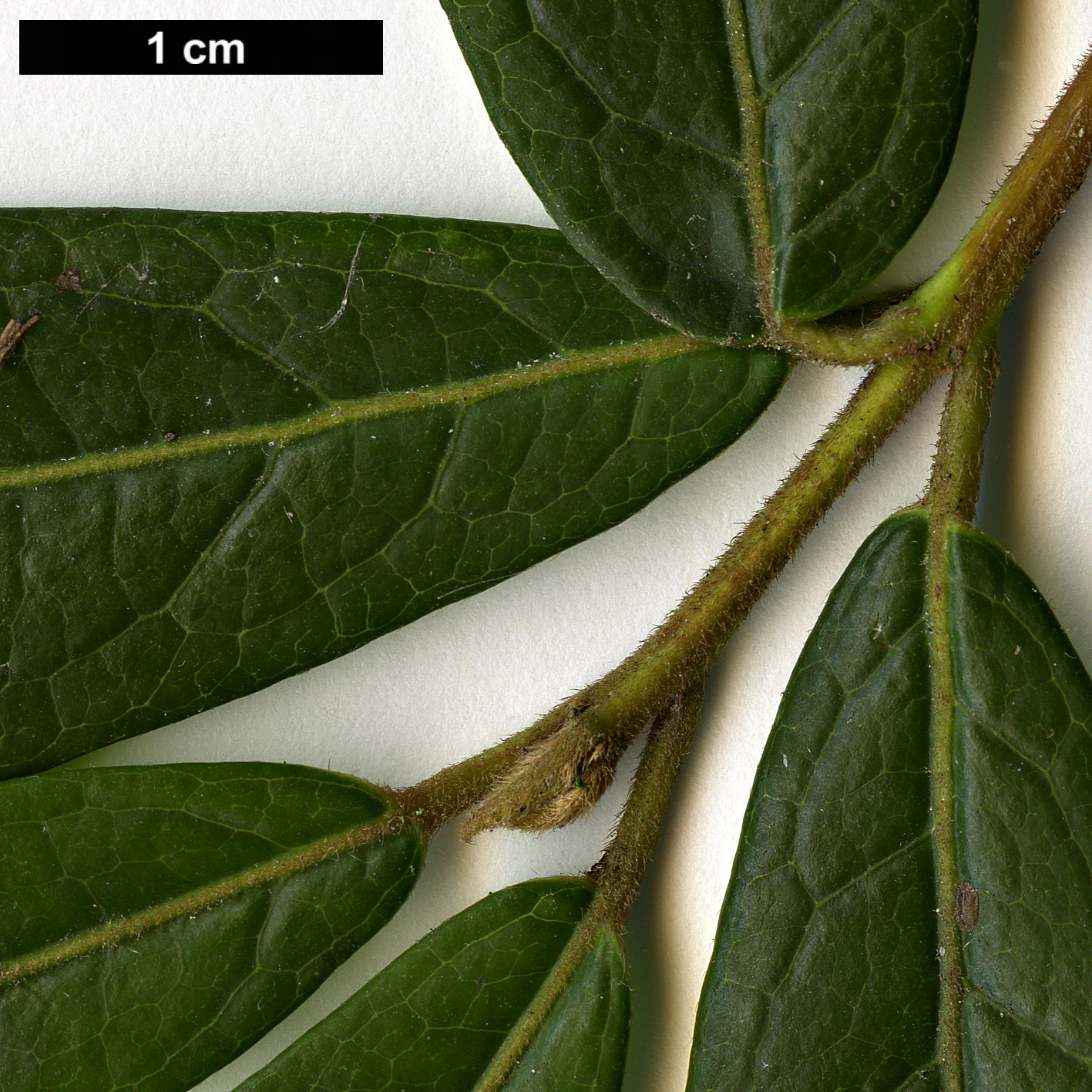 High resolution image: Family: Elaeocarpaceae - Genus: Crinodendron - Taxon: hookerianum