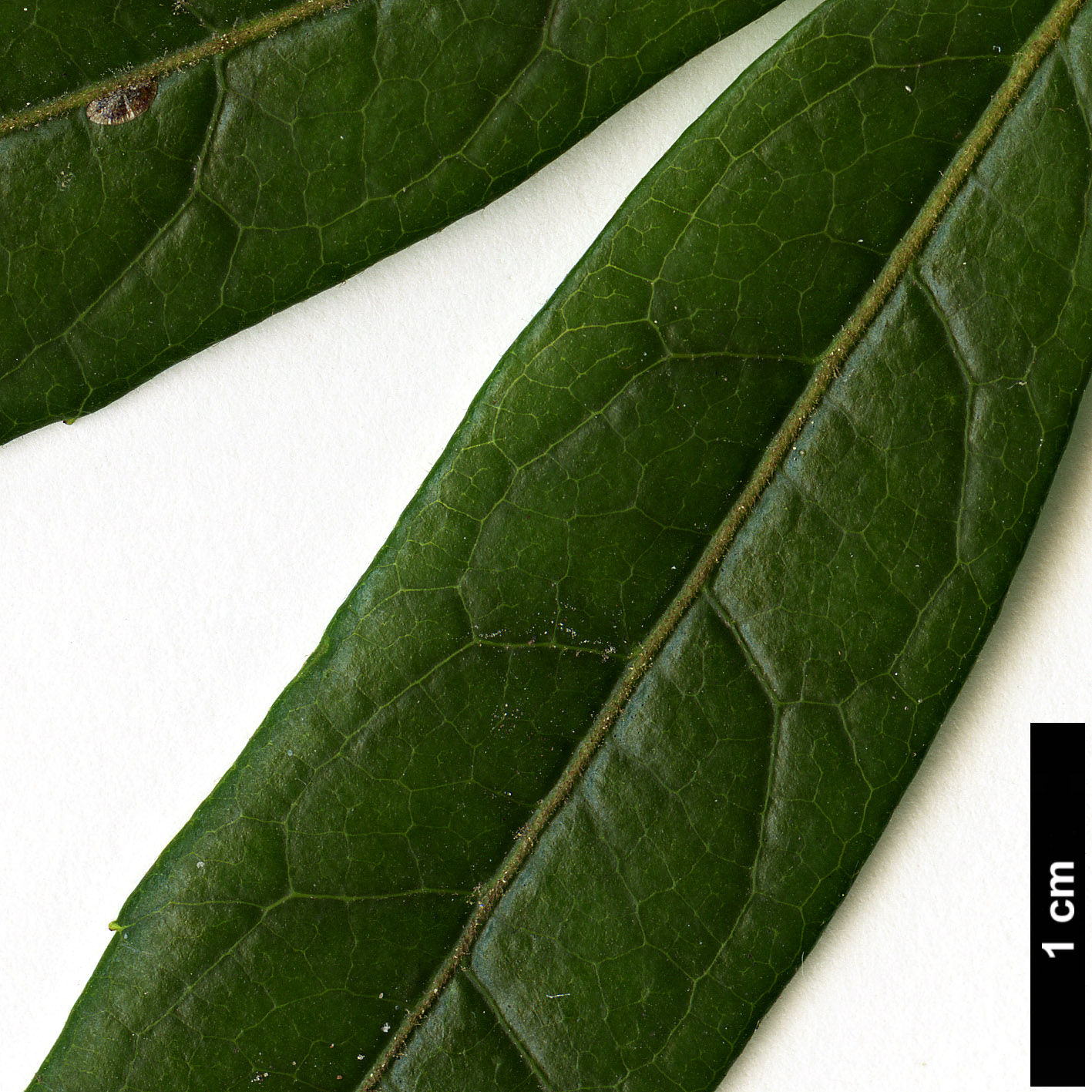 High resolution image: Family: Elaeocarpaceae - Genus: Crinodendron - Taxon: hookerianum