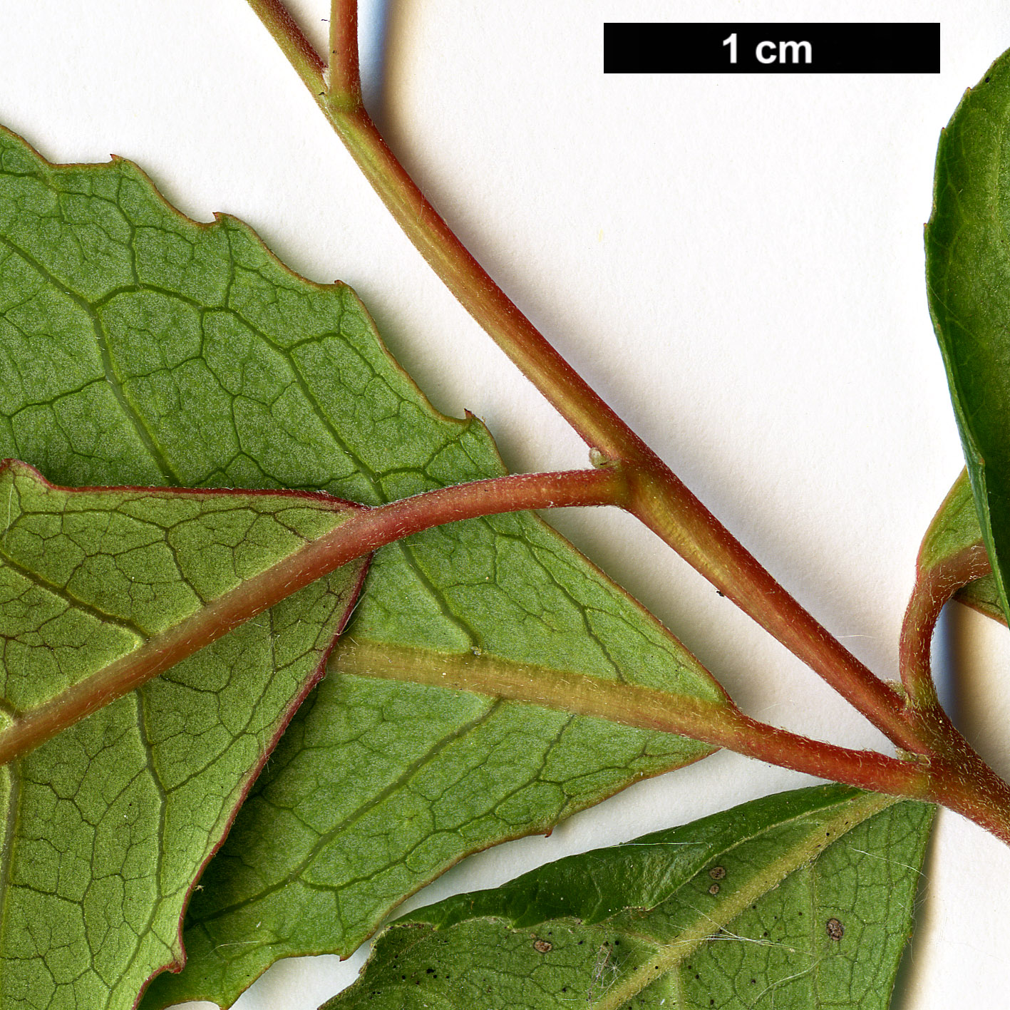 High resolution image: Family: Elaeocarpaceae - Genus: Crinodendron - Taxon: patagua