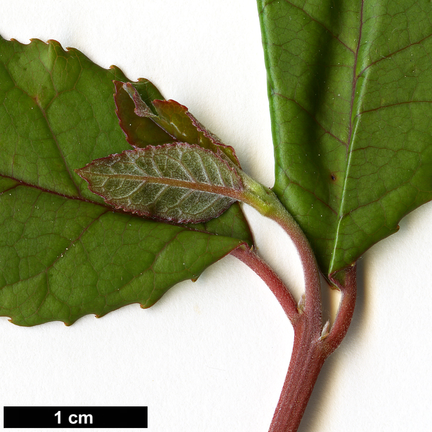 High resolution image: Family: Elaeocarpaceae - Genus: Crinodendron - Taxon: patagua