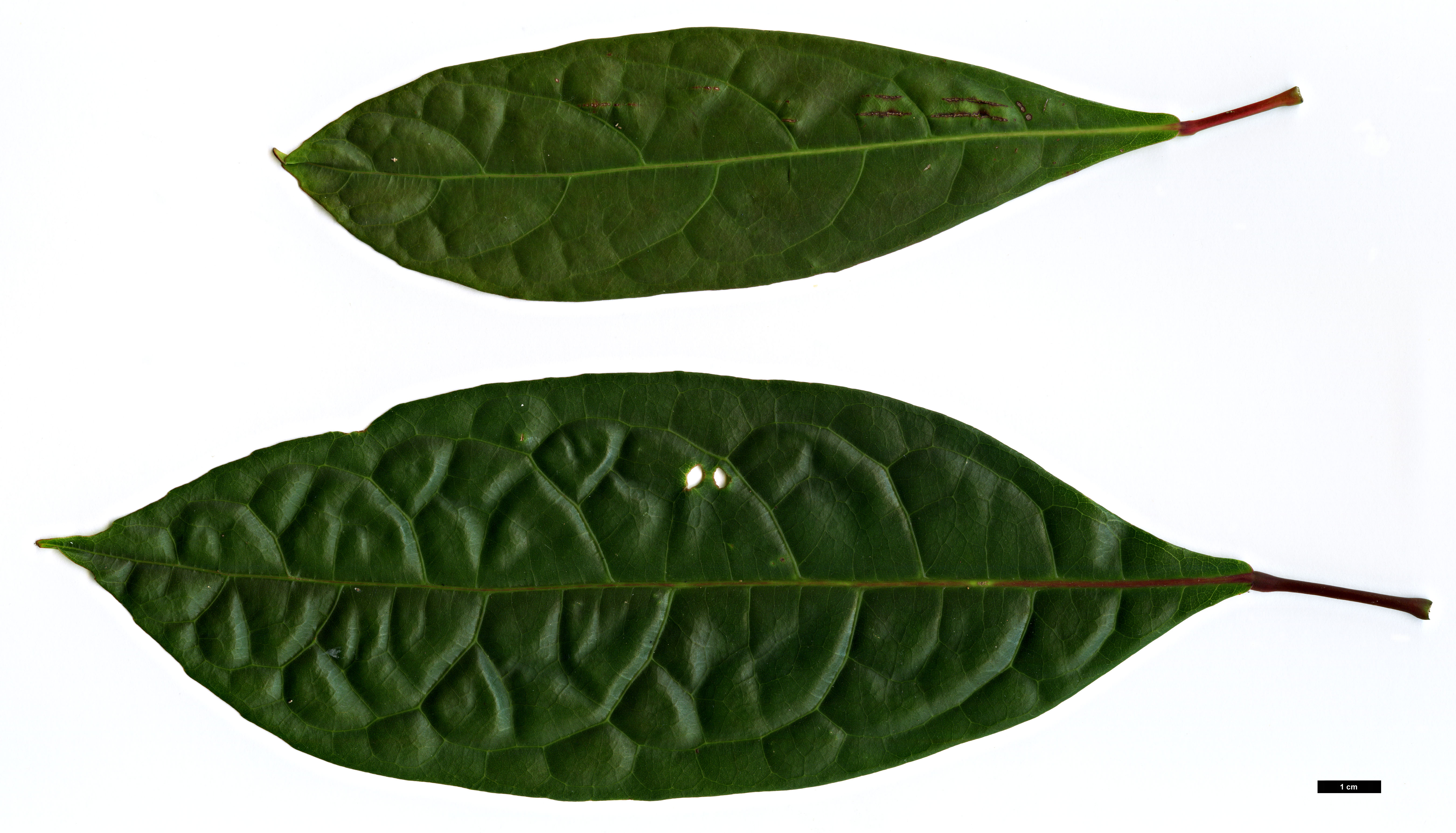 High resolution image: Family: Elaeocarpaceae - Genus: Sloanea - Taxon: sinensis