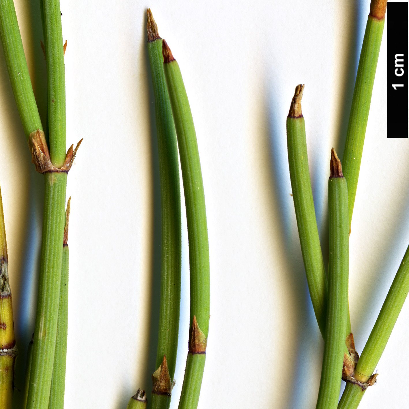 High resolution image: Family: Ephedraceae - Genus: Ephedra - Taxon: distachya