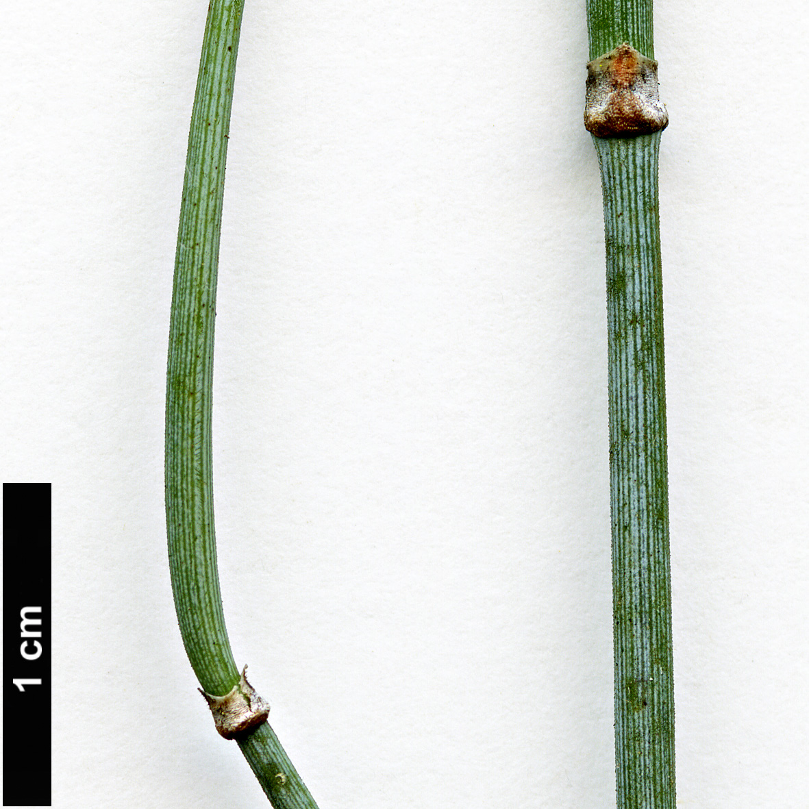 High resolution image: Family: Ephedraceae - Genus: Ephedra - Taxon: intermedia