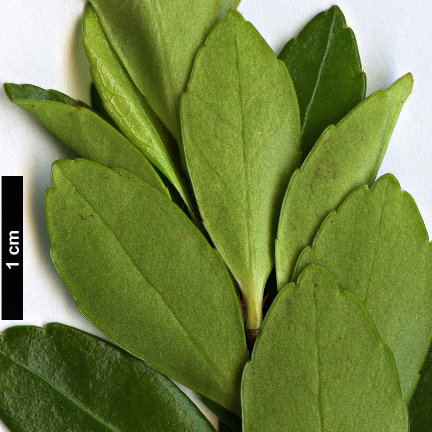 High resolution image: Family: Ericaceae - Genus: Agapetes - Taxon: buxifolia