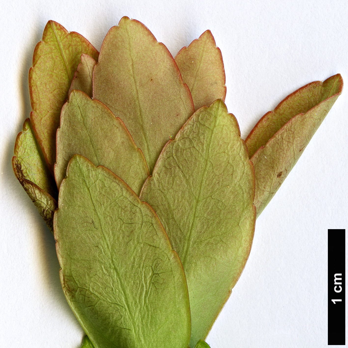 High resolution image: Family: Ericaceae - Genus: Agapetes - Taxon: buxifolia