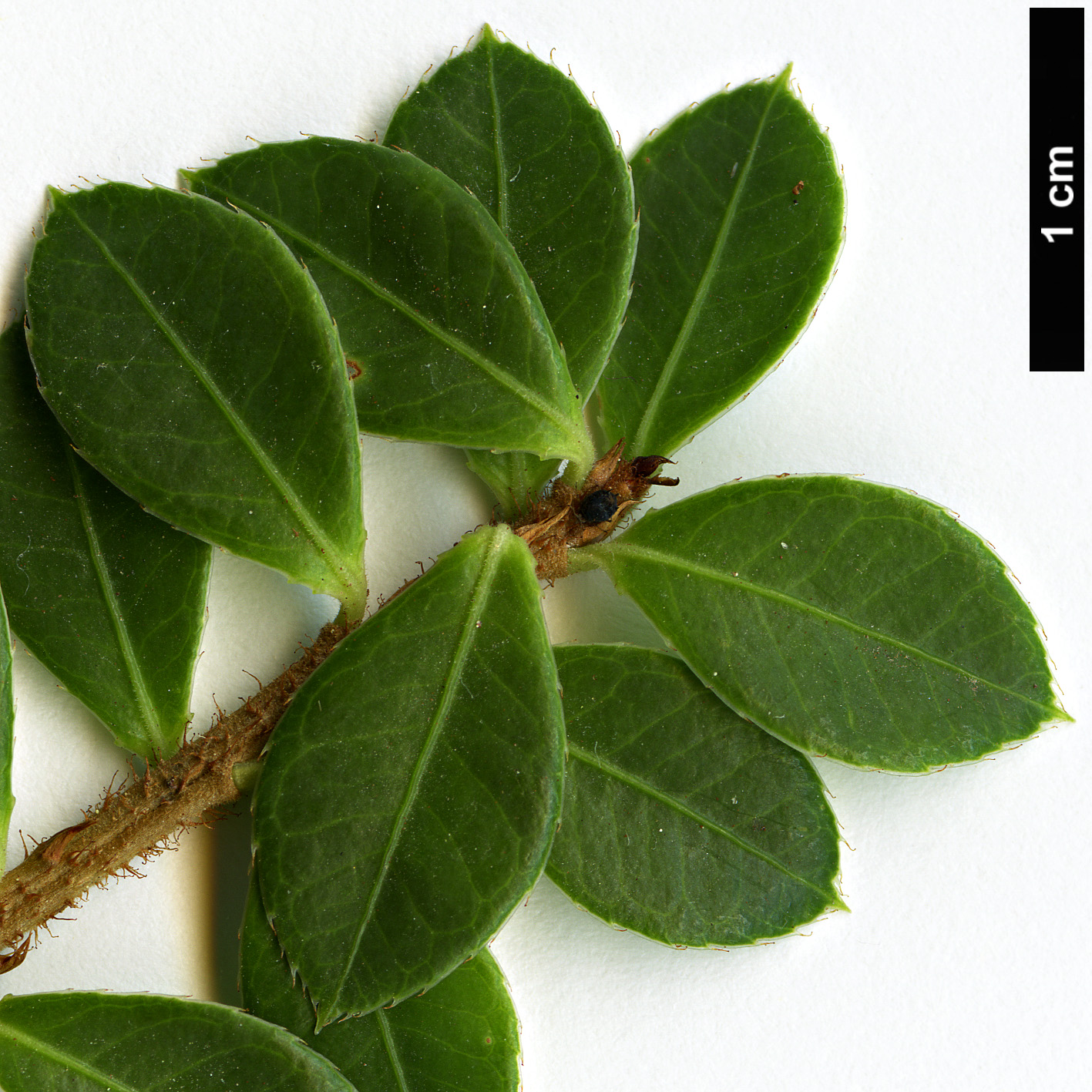 High resolution image: Family: Ericaceae - Genus: Agapetes - Taxon: hosseana