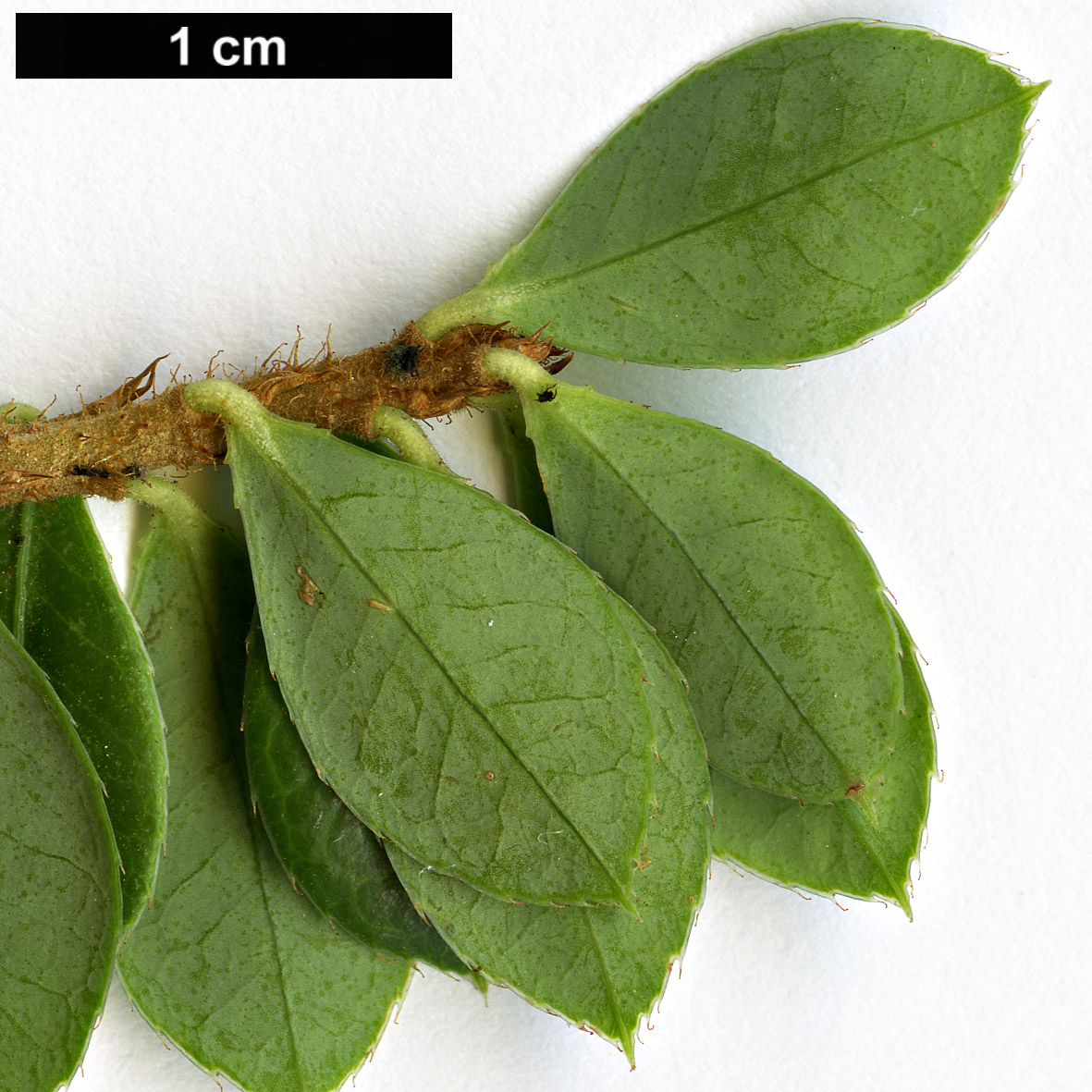 High resolution image: Family: Ericaceae - Genus: Agapetes - Taxon: hosseana