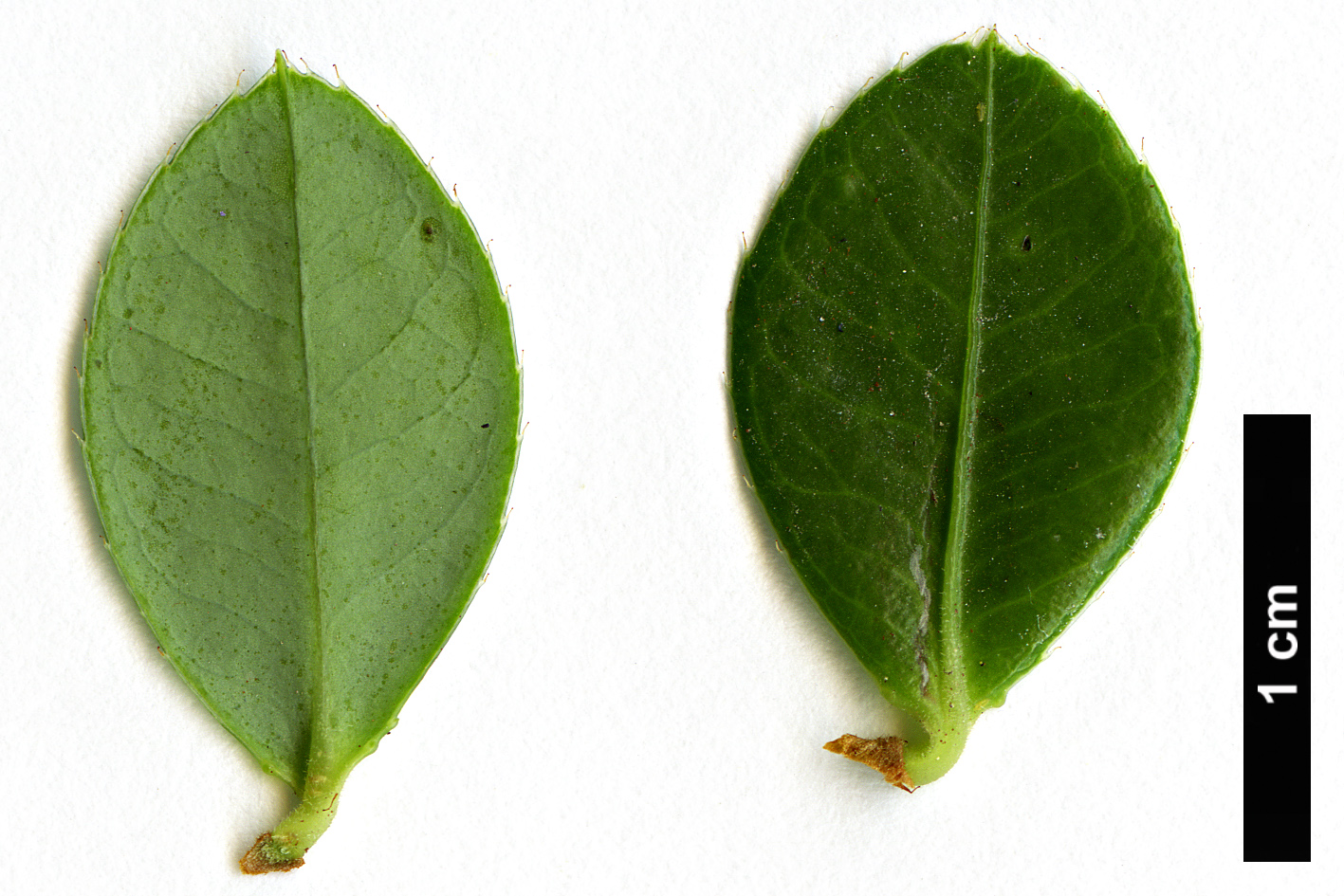 High resolution image: Family: Ericaceae - Genus: Agapetes - Taxon: hosseana
