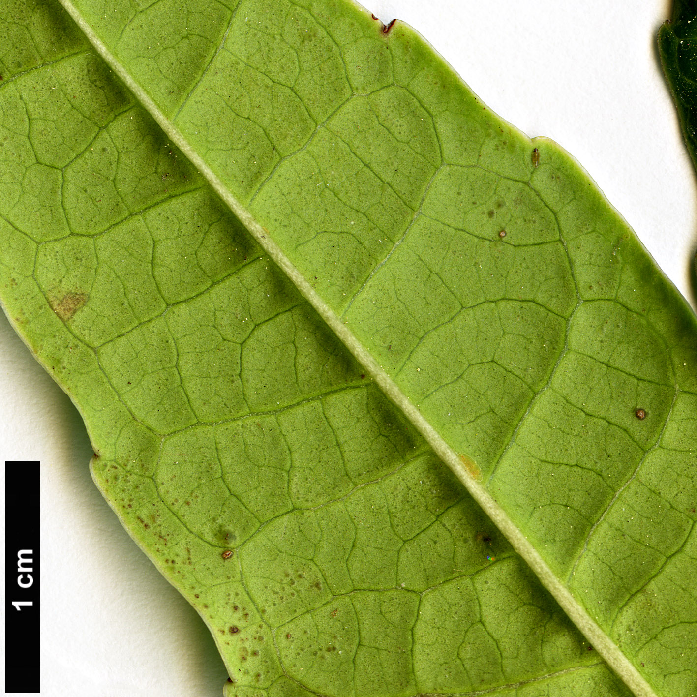 High resolution image: Family: Ericaceae - Genus: Agapetes - Taxon: incurvata