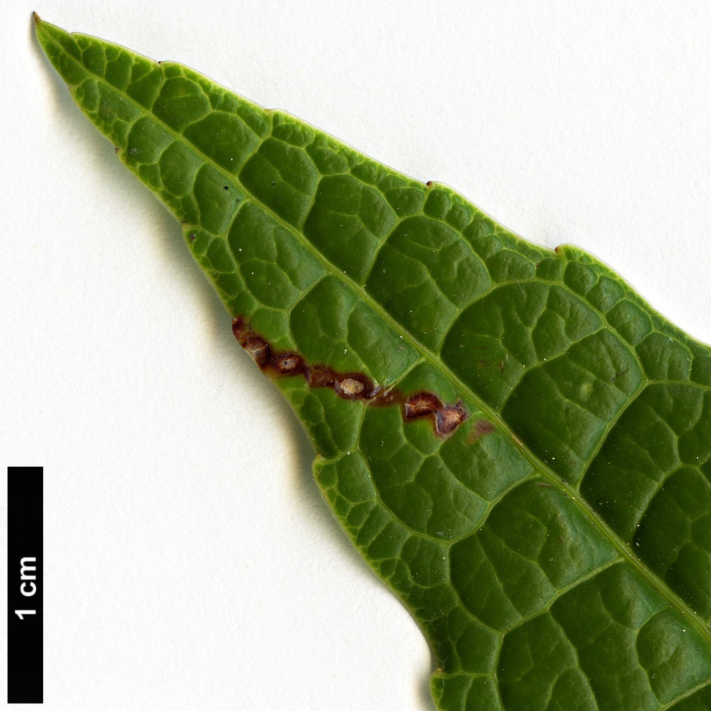High resolution image: Family: Ericaceae - Genus: Agapetes - Taxon: incurvata