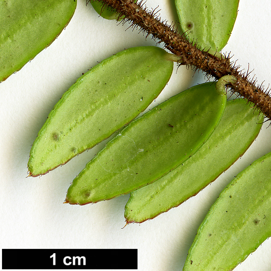 High resolution image: Family: Ericaceae - Genus: Agapetes - Taxon: serpens