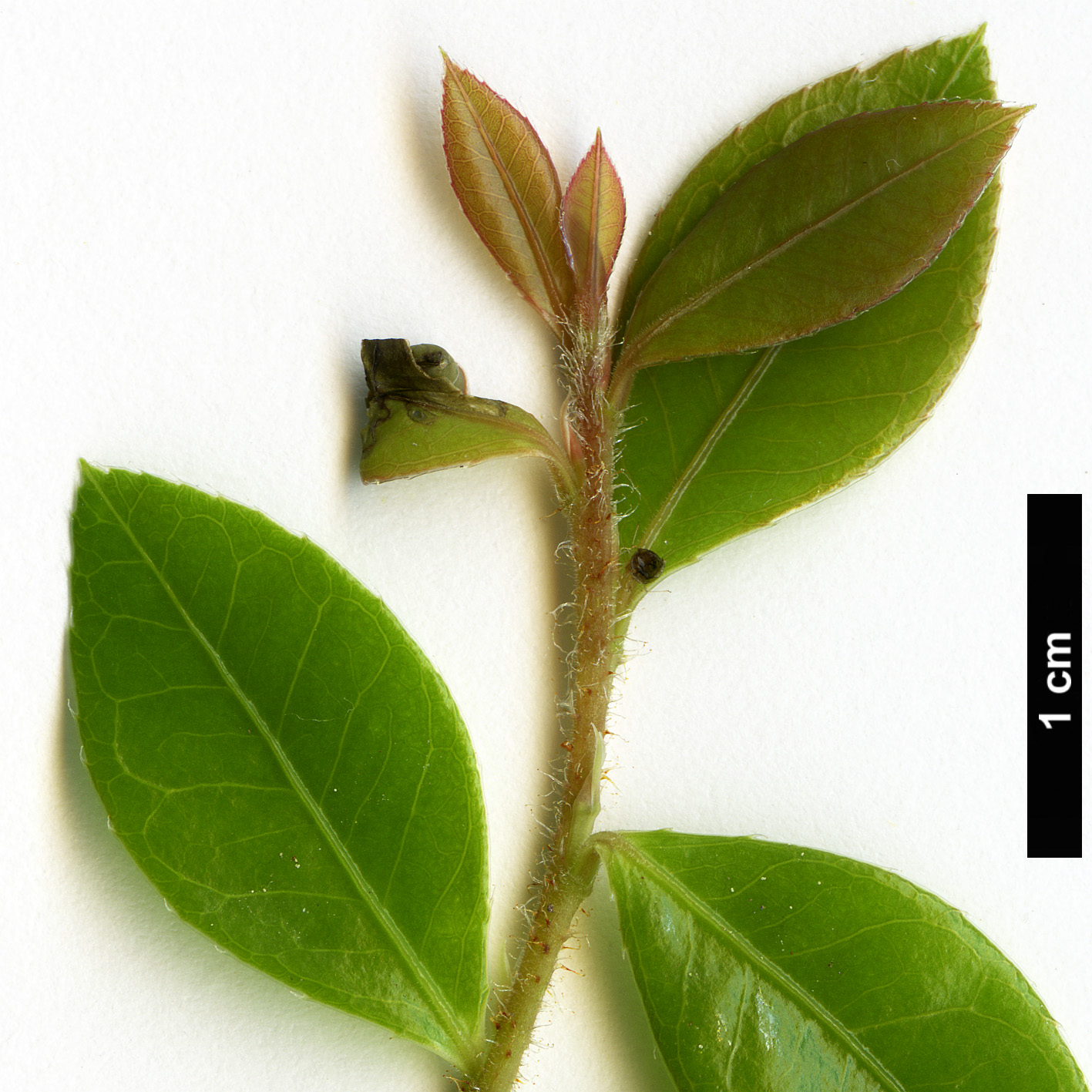 High resolution image: Family: Ericaceae - Genus: Agapetes - Taxon: smithiana