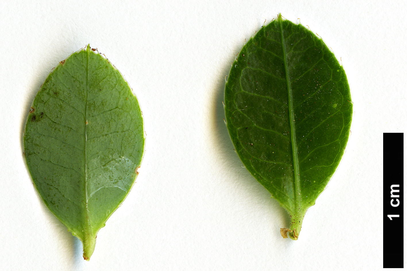 High resolution image: Family: Ericaceae - Genus: Agapetes - Taxon: smithiana