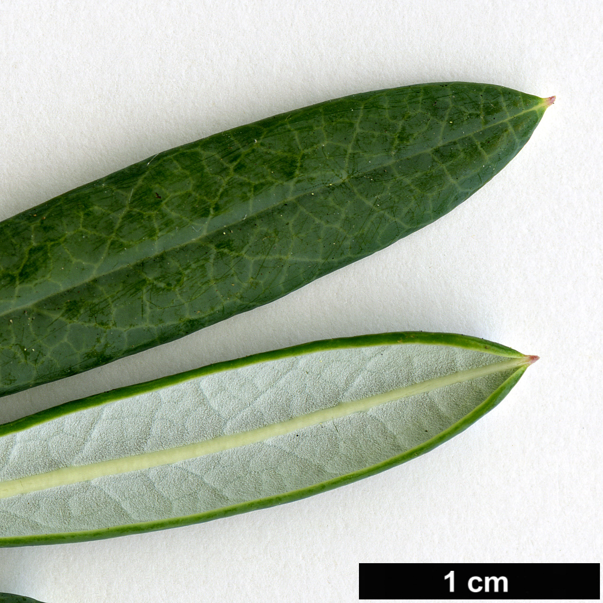 High resolution image: Family: Ericaceae - Genus: Andromeda - Taxon: glaucophylla