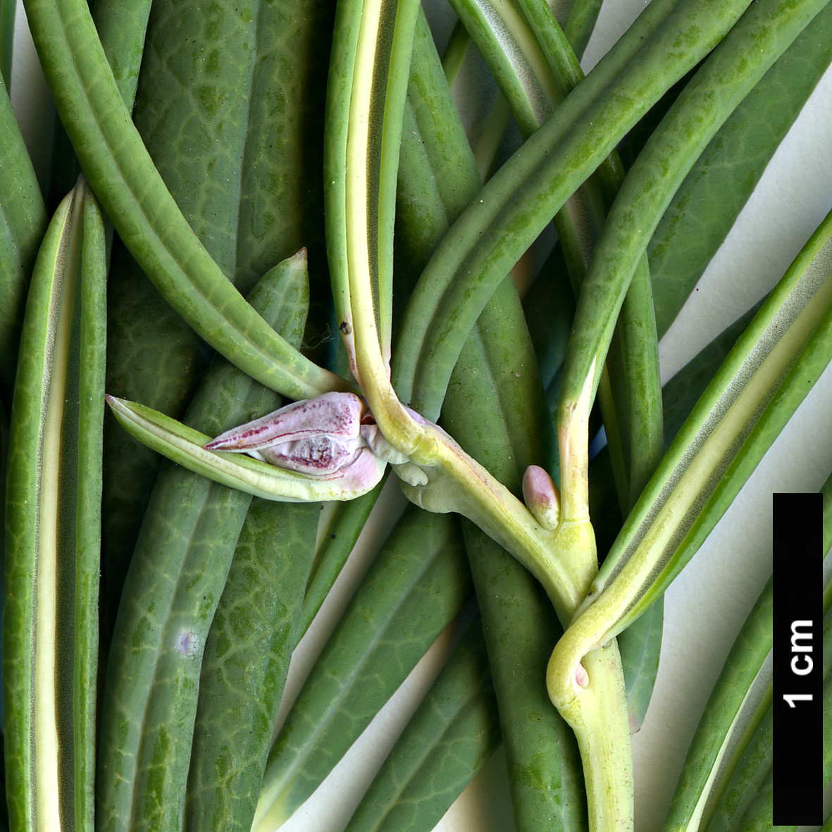 High resolution image: Family: Ericaceae - Genus: Andromeda - Taxon: glaucophylla