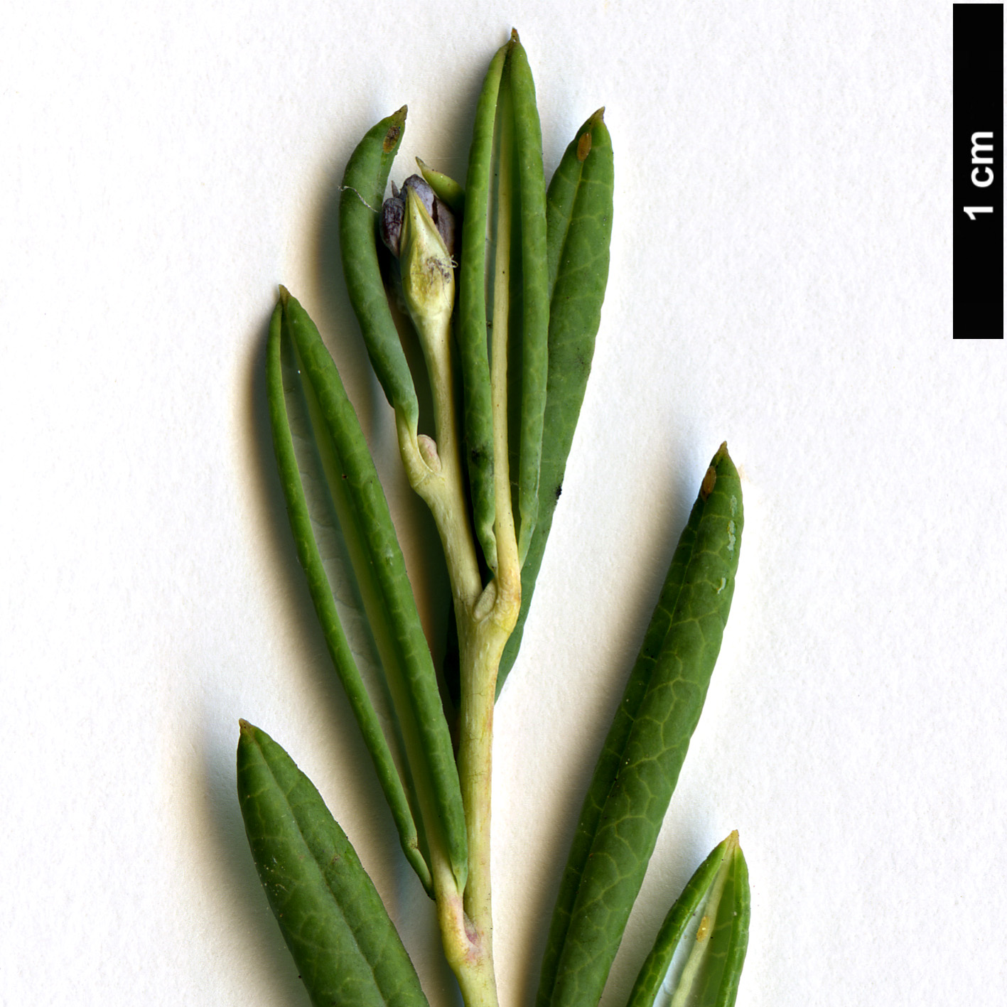 High resolution image: Family: Ericaceae - Genus: Andromeda - Taxon: polifolia