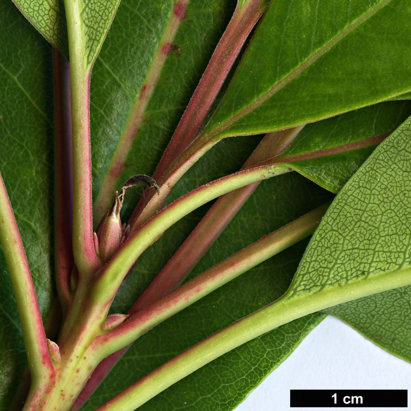 High resolution image: Family: Ericaceae - Genus: Arbutus - Taxon: andrachne