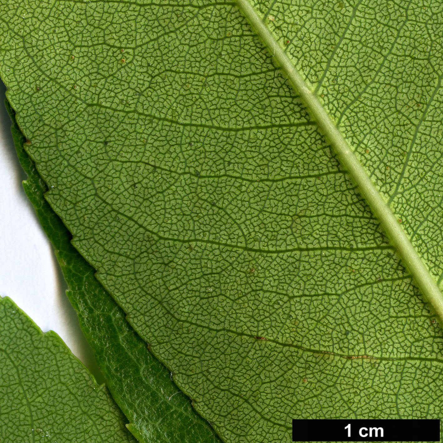 High resolution image: Family: Ericaceae - Genus: Arbutus - Taxon: andrachne