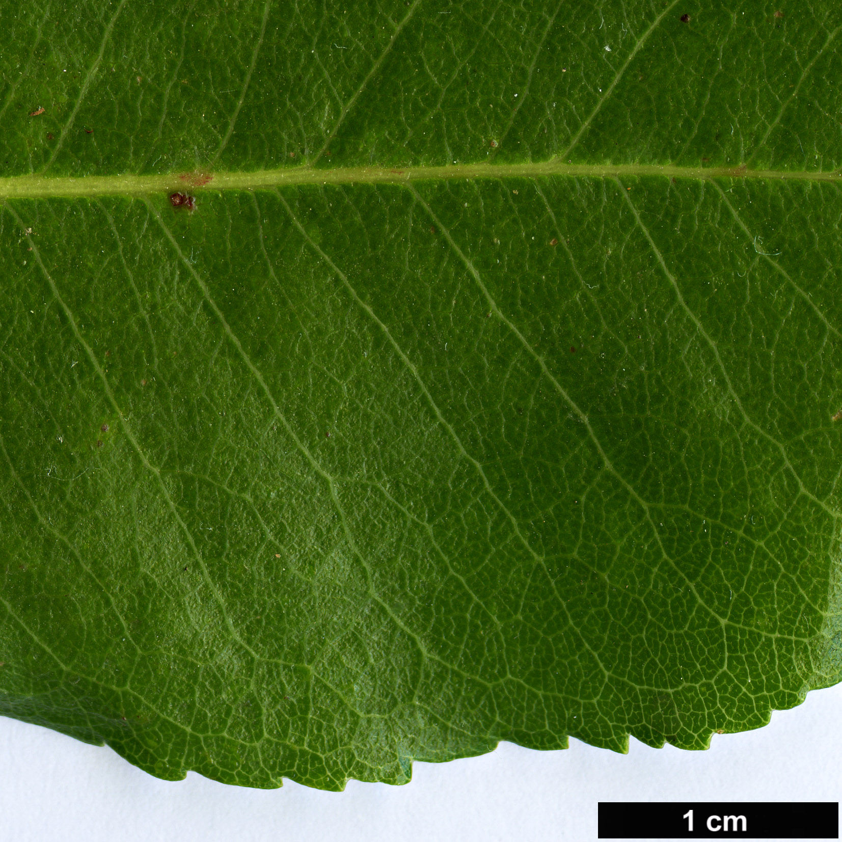 High resolution image: Family: Ericaceae - Genus: Arbutus - Taxon: andrachne