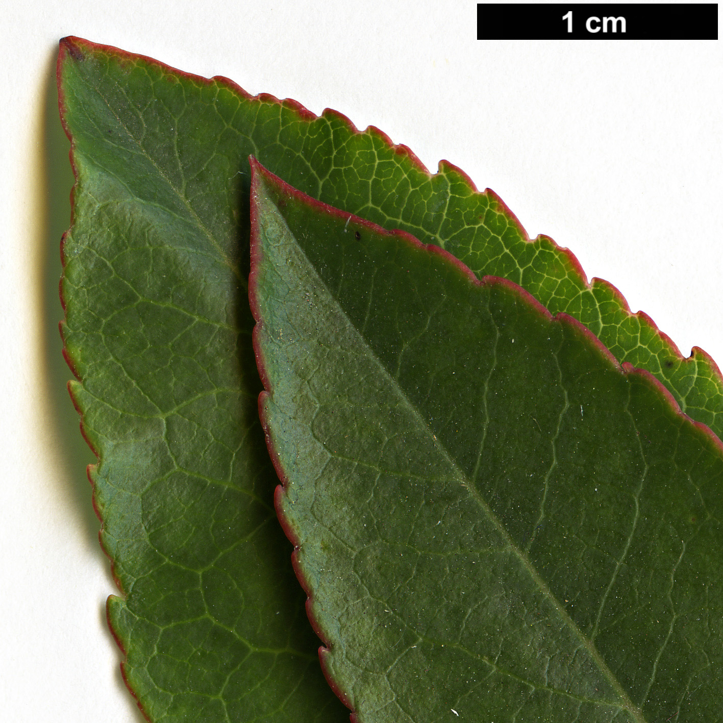 High resolution image: Family: Ericaceae - Genus: Arbutus - Taxon: canariensis