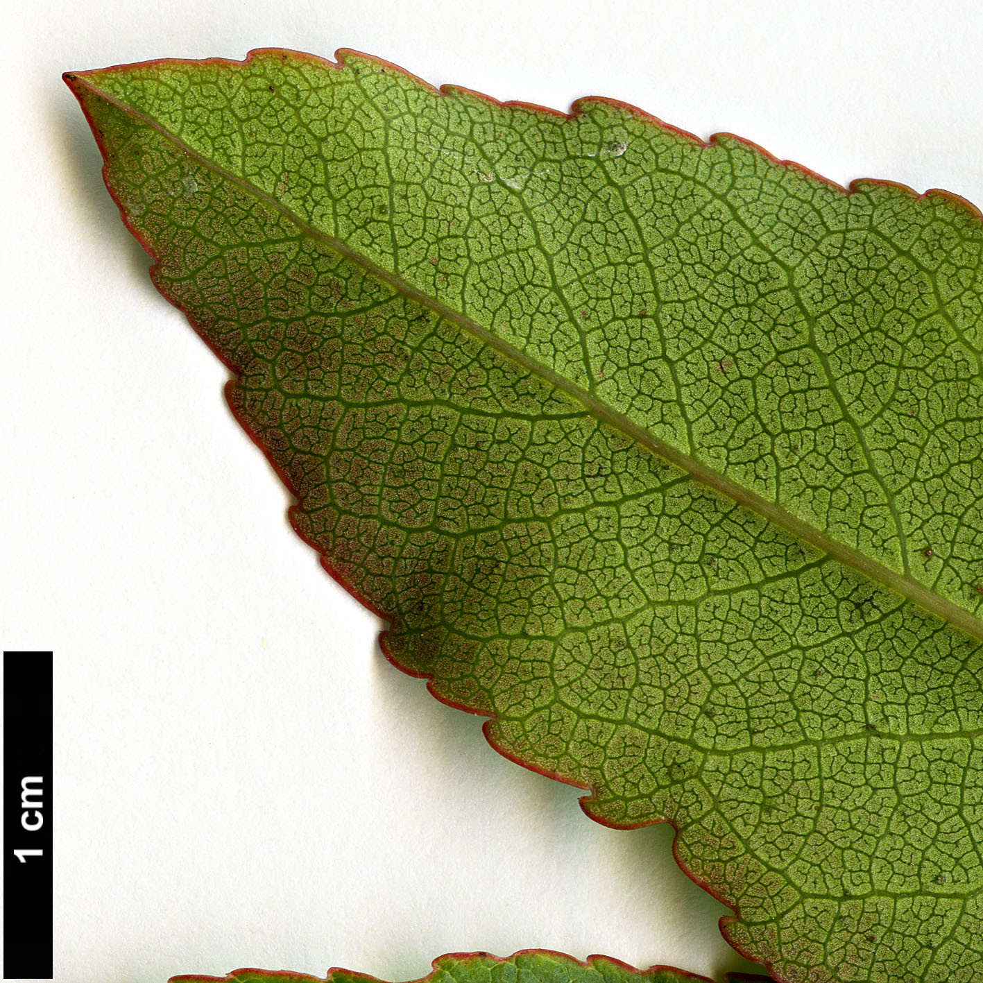 High resolution image: Family: Ericaceae - Genus: Arbutus - Taxon: canariensis