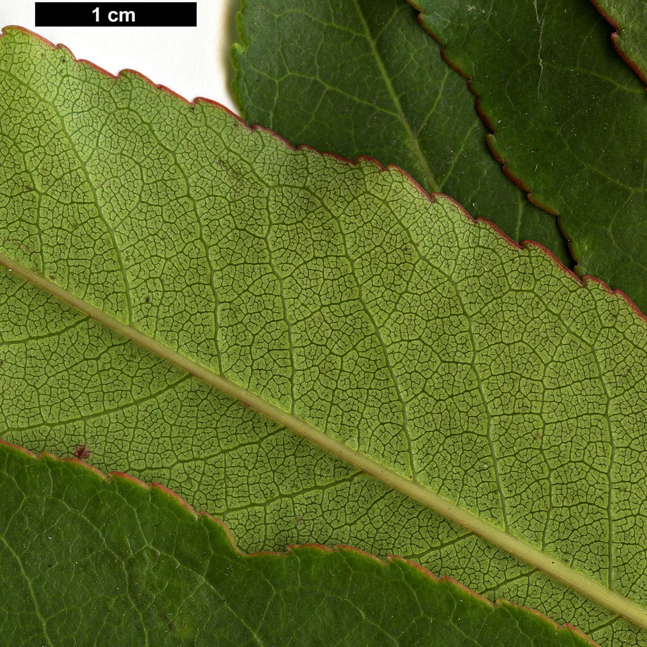 High resolution image: Family: Ericaceae - Genus: Arbutus - Taxon: canariensis