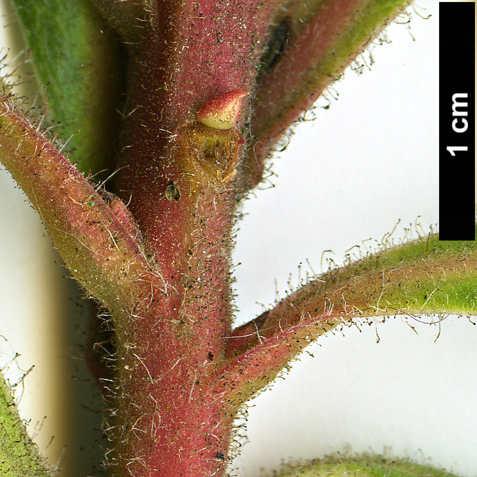 High resolution image: Family: Ericaceae - Genus: Arbutus - Taxon: canariensis