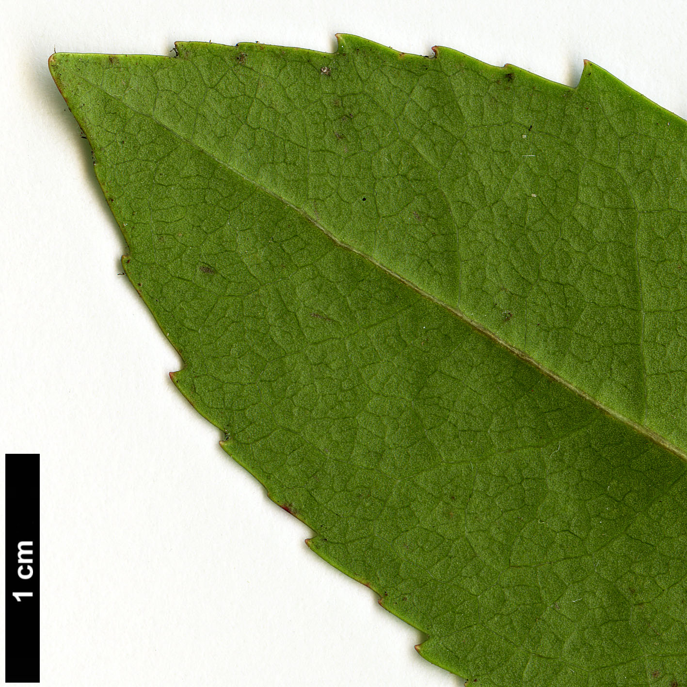 High resolution image: Family: Ericaceae - Genus: Arbutus - Taxon: unedo