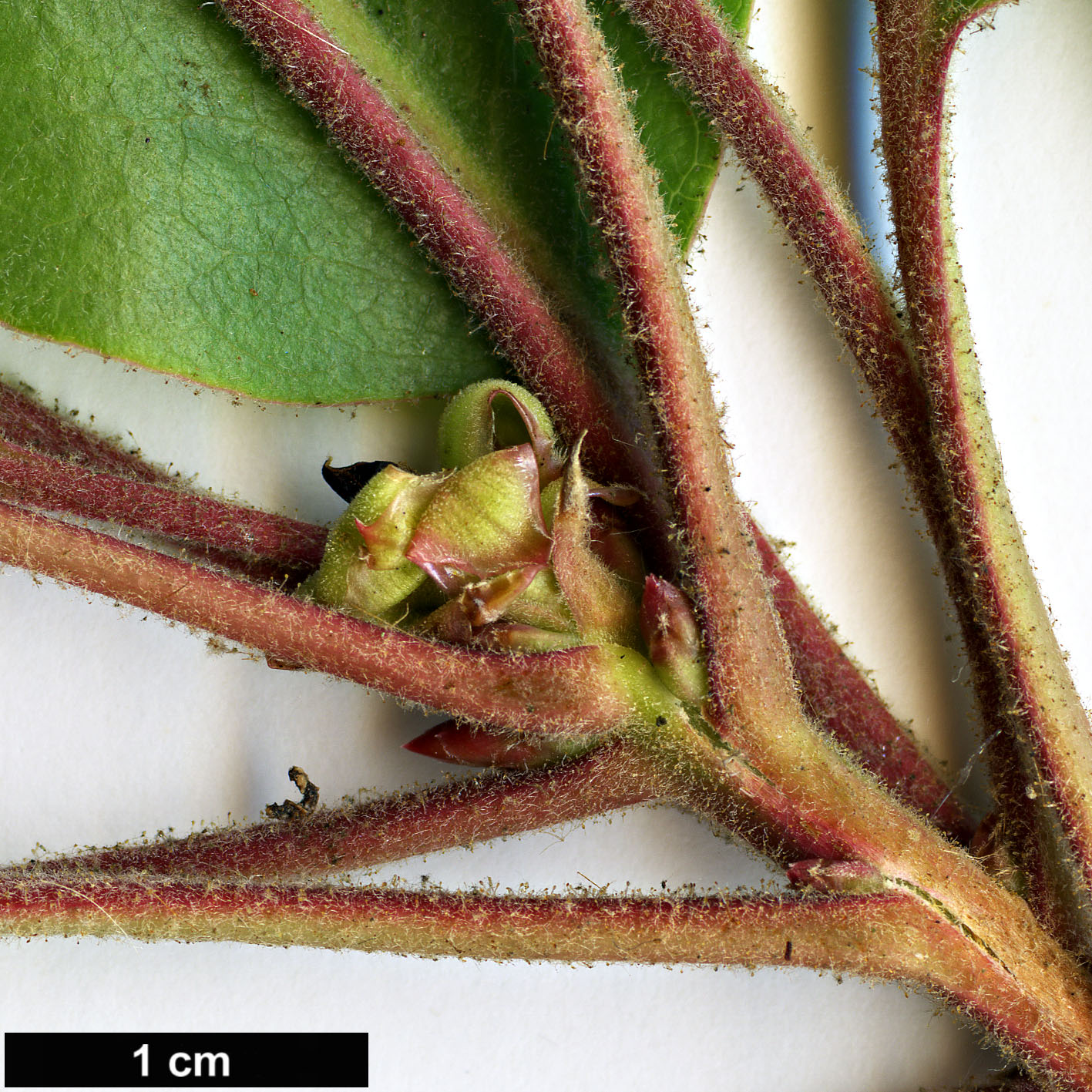 High resolution image: Family: Ericaceae - Genus: Arbutus - Taxon: xalapensis