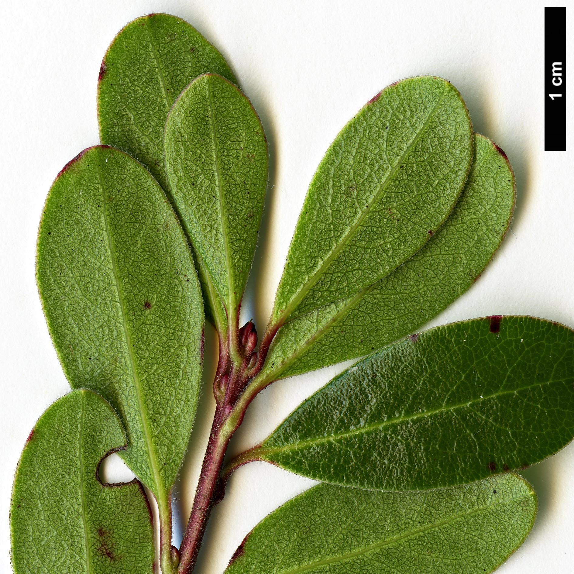 High resolution image: Family: Ericaceae - Genus: Arctostaphylos - Taxon: uva-ursi