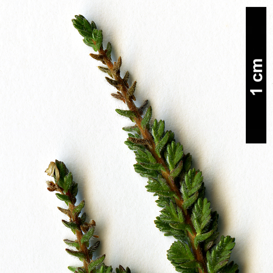 High resolution image: Family: Ericaceae - Genus: Calluna - Taxon: vulgaris