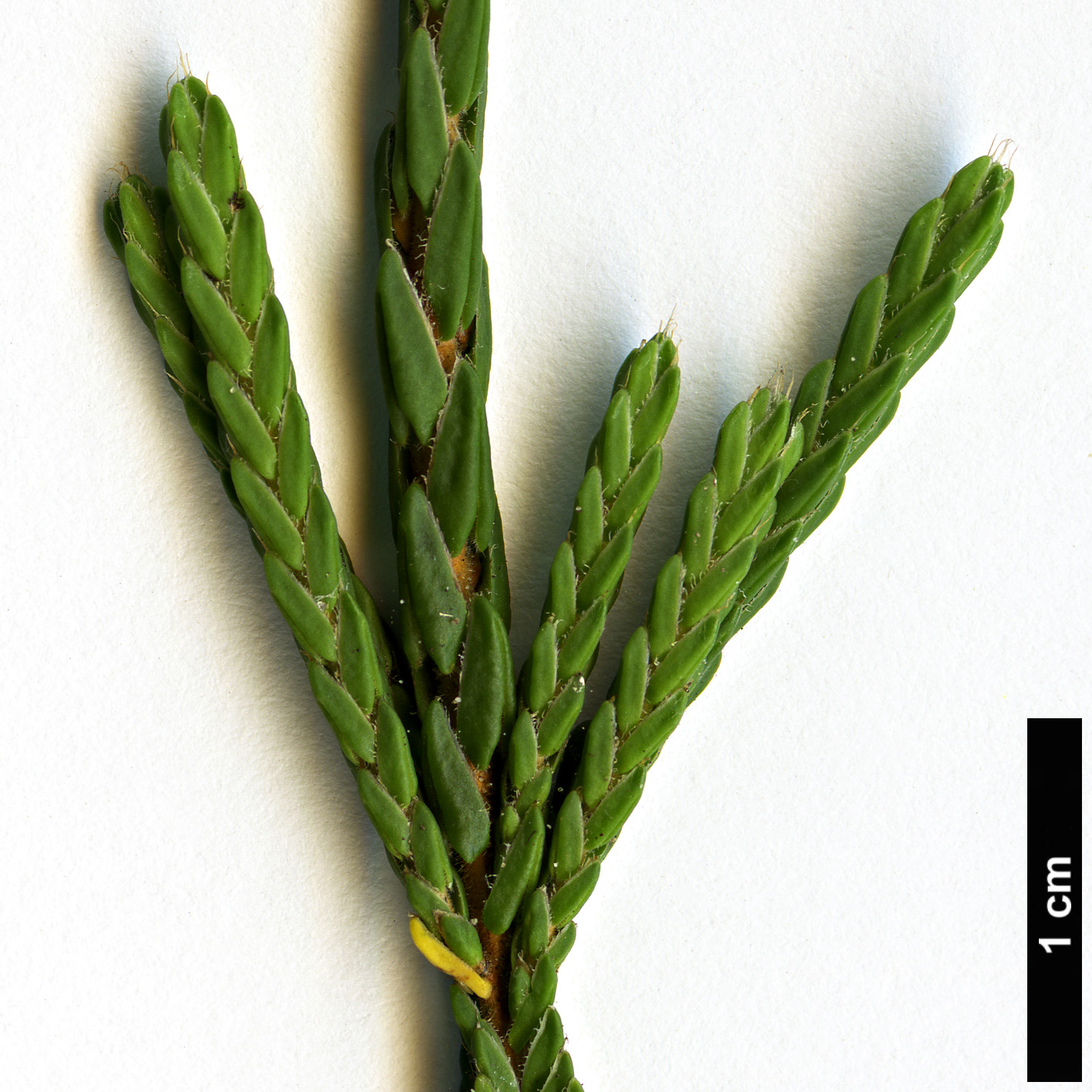 High resolution image: Family: Ericaceae - Genus: Cassiope - Taxon: tetragona
