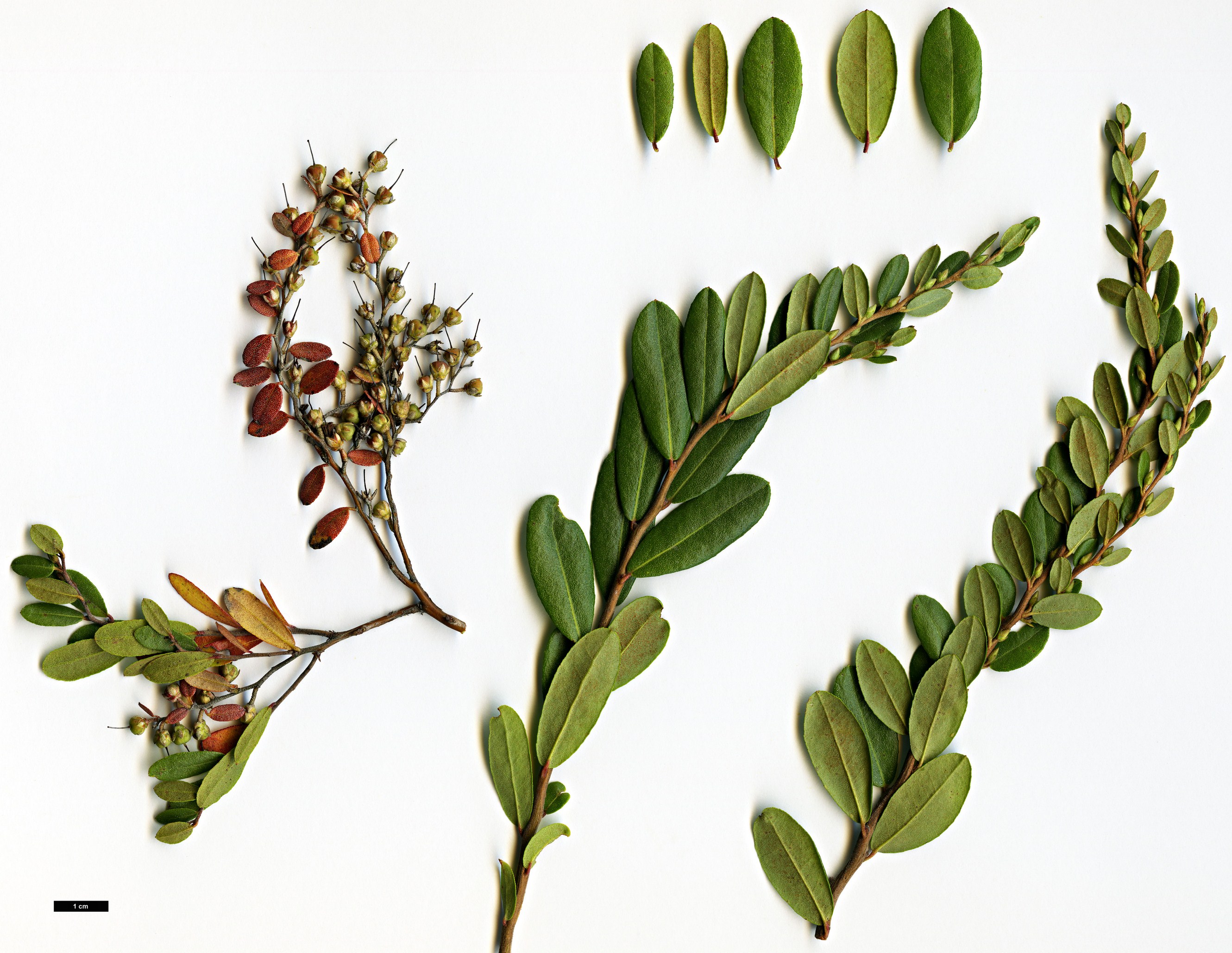 High resolution image: Family: Ericaceae - Genus: Chamaedaphne - Taxon: calyculata