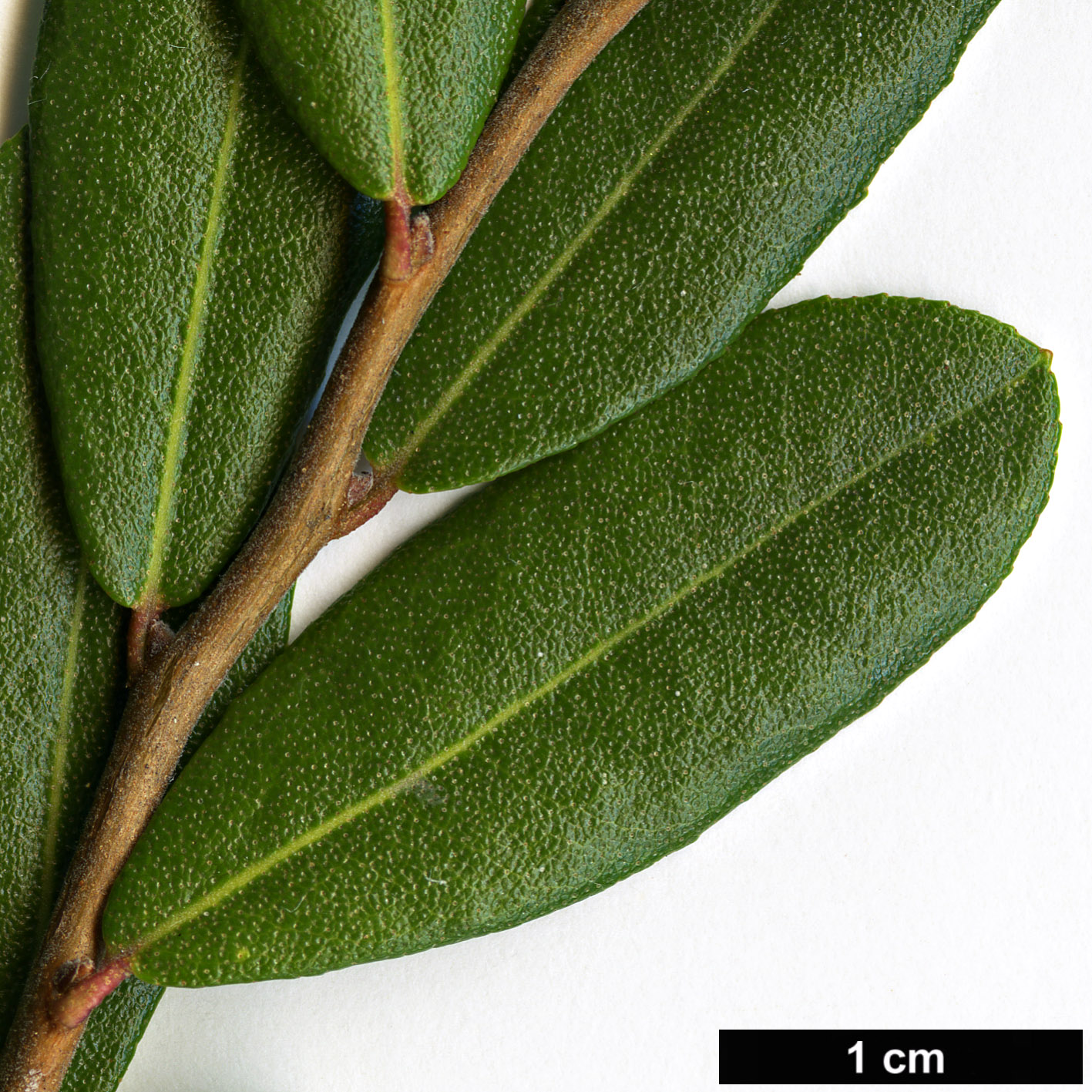 High resolution image: Family: Ericaceae - Genus: Chamaedaphne - Taxon: calyculata