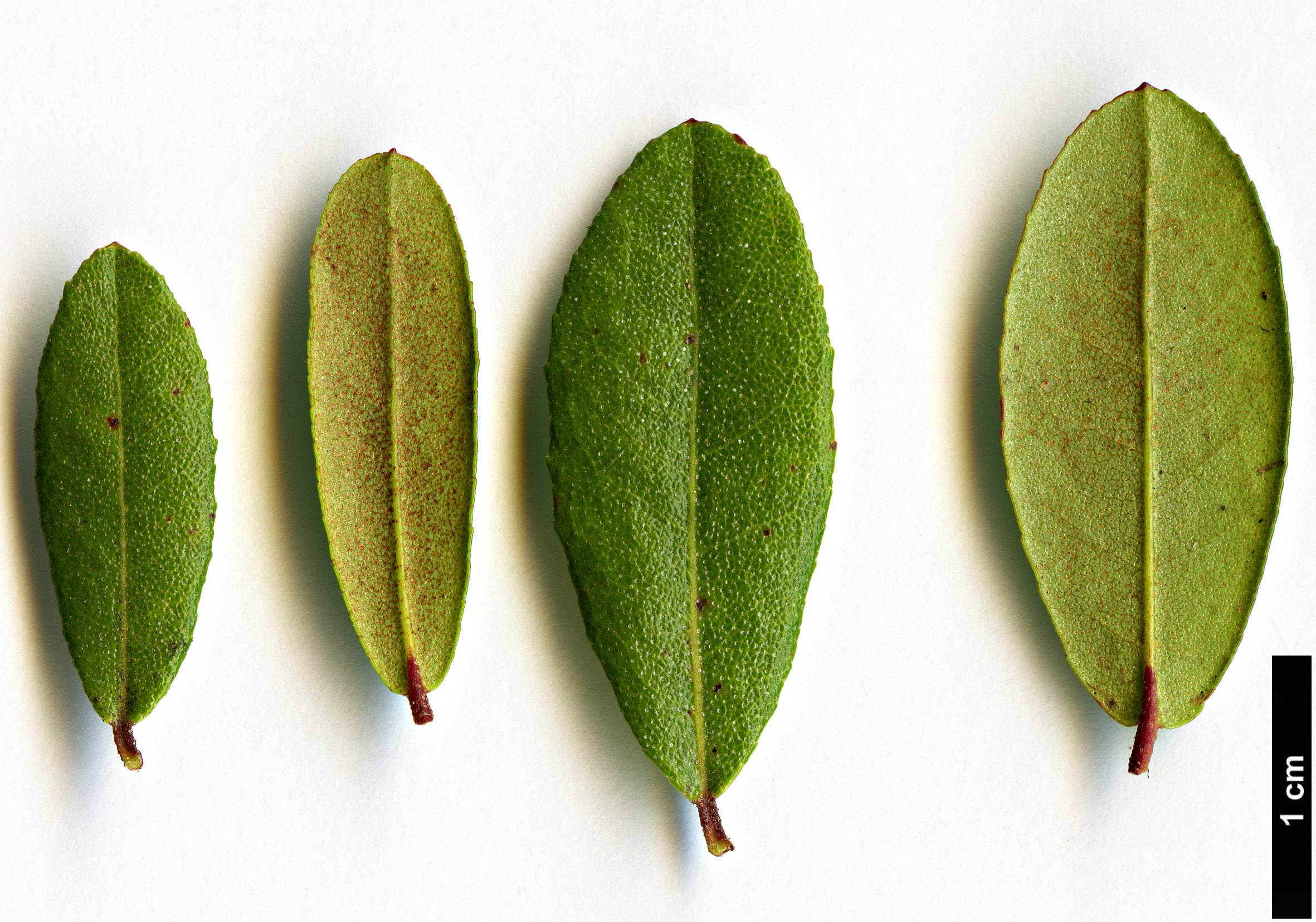 High resolution image: Family: Ericaceae - Genus: Chamaedaphne - Taxon: calyculata