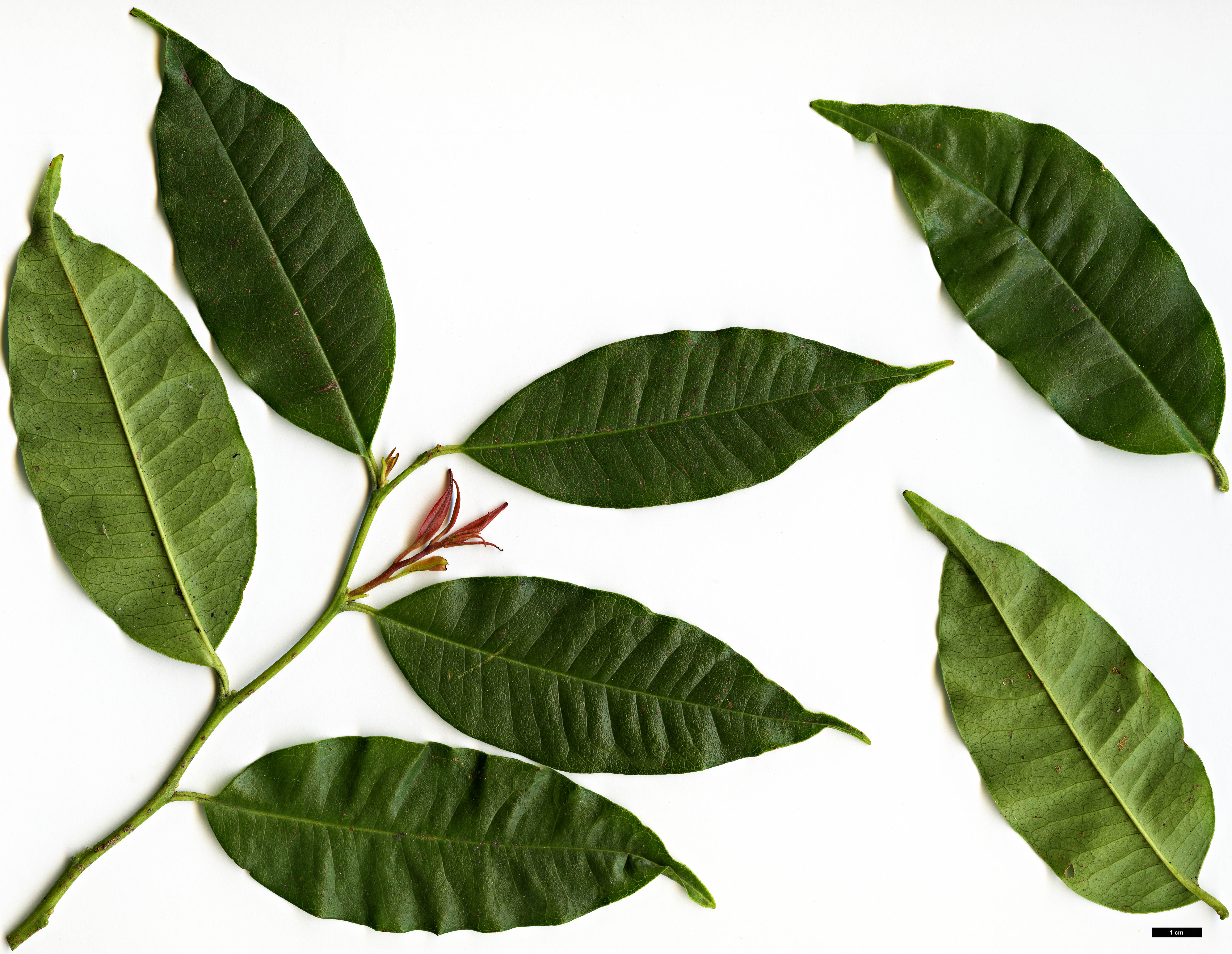 High resolution image: Family: Ericaceae - Genus: Craibiodendron - Taxon: yunnanense