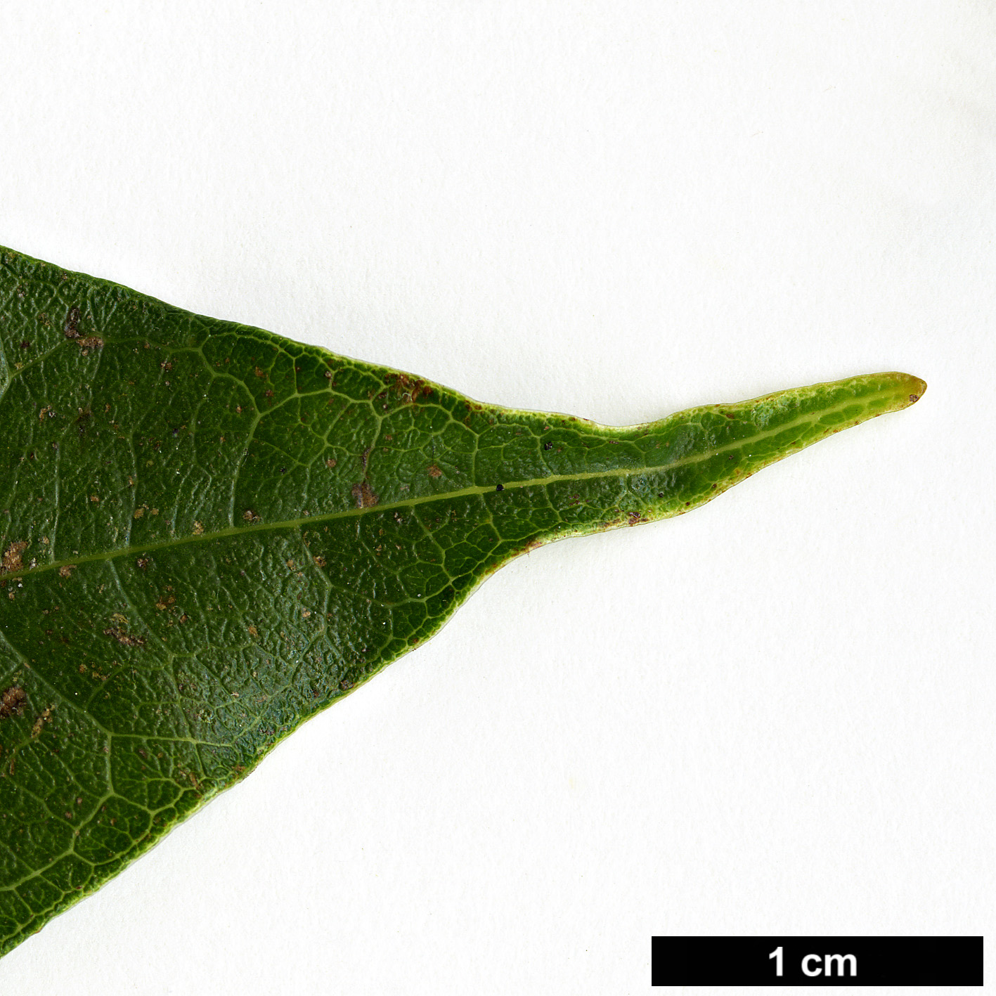 High resolution image: Family: Ericaceae - Genus: Craibiodendron - Taxon: yunnanense