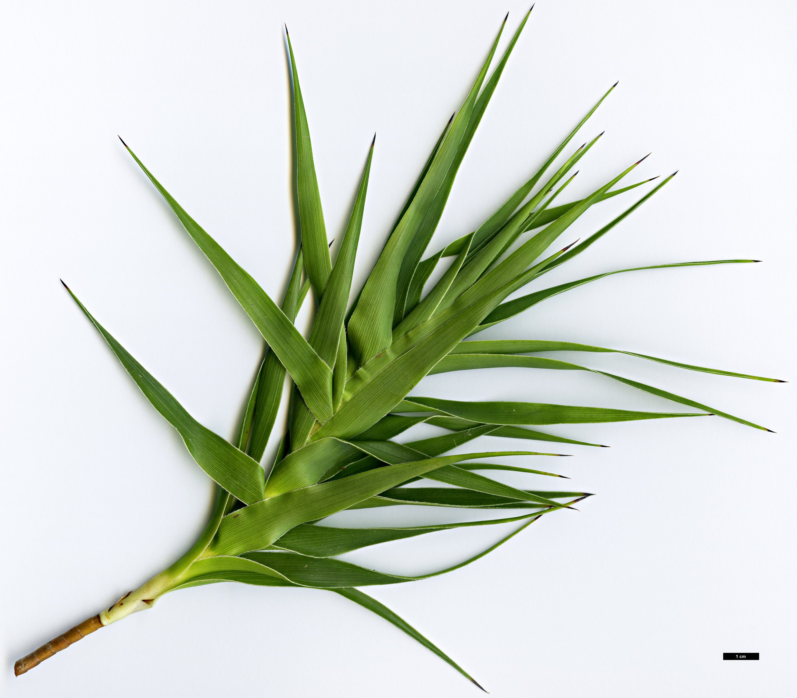 High resolution image: Family: Ericaceae - Genus: Dracophyllum - Taxon: arboreum