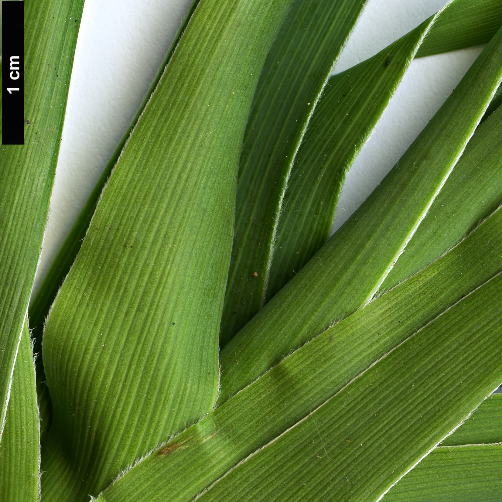 High resolution image: Family: Ericaceae - Genus: Dracophyllum - Taxon: arboreum