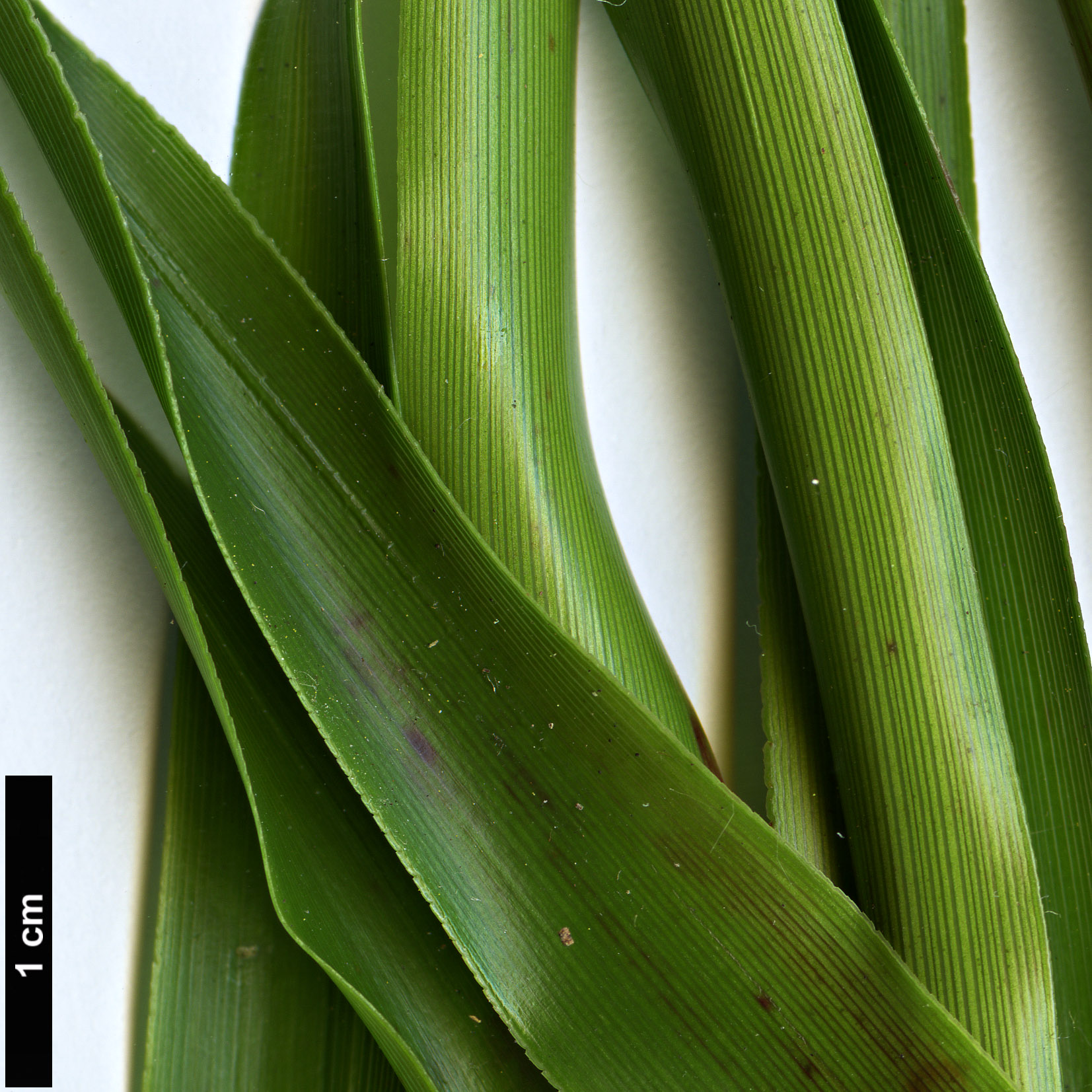 High resolution image: Family: Ericaceae - Genus: Dracophyllum - Taxon: menziesii