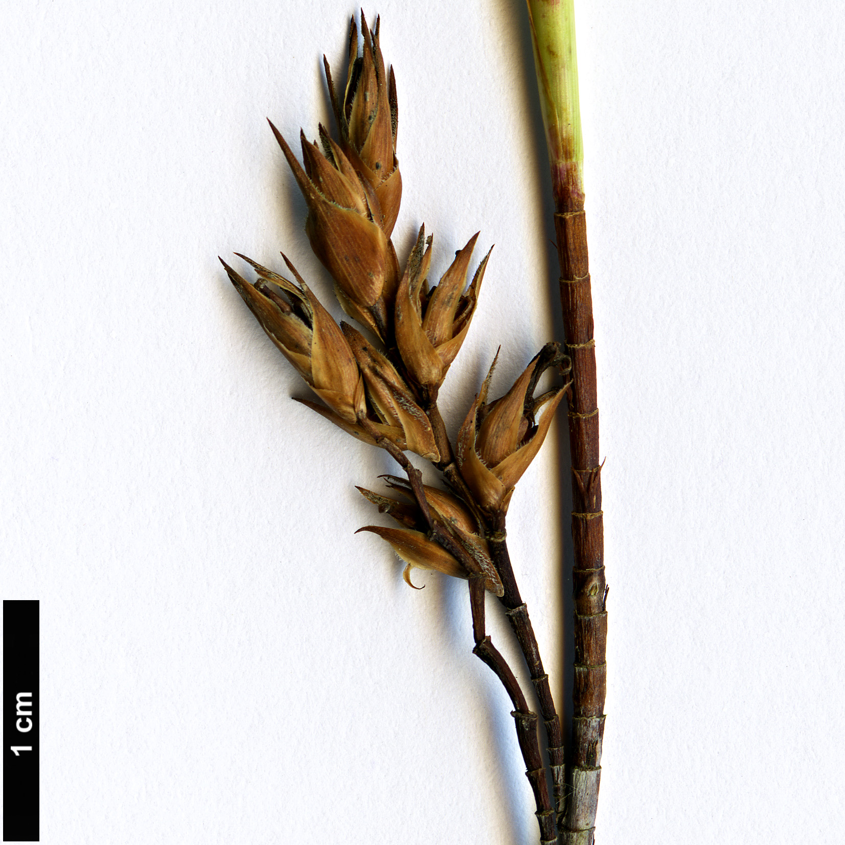 High resolution image: Family: Ericaceae - Genus: Dracophyllum - Taxon: sinclarii