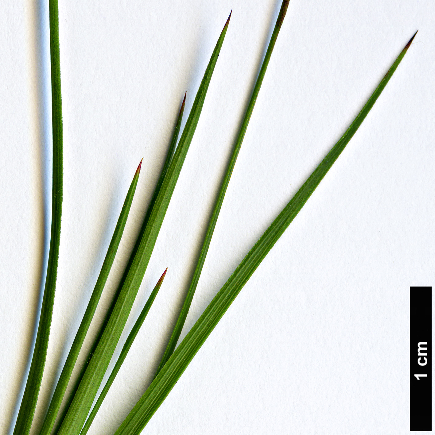 High resolution image: Family: Ericaceae - Genus: Dracophyllum - Taxon: sinclarii