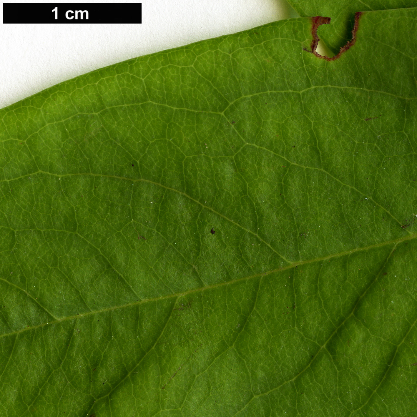 High resolution image: Family: Ericaceae - Genus: Elliottia - Taxon: racemosa