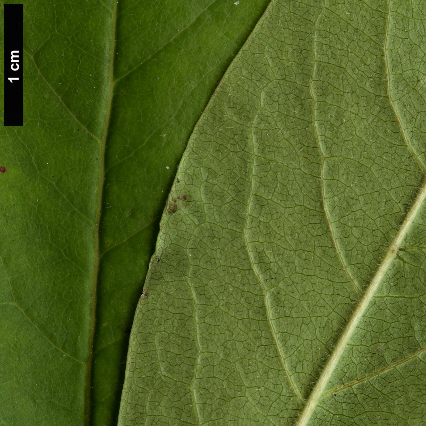 High resolution image: Family: Ericaceae - Genus: Elliottia - Taxon: racemosa